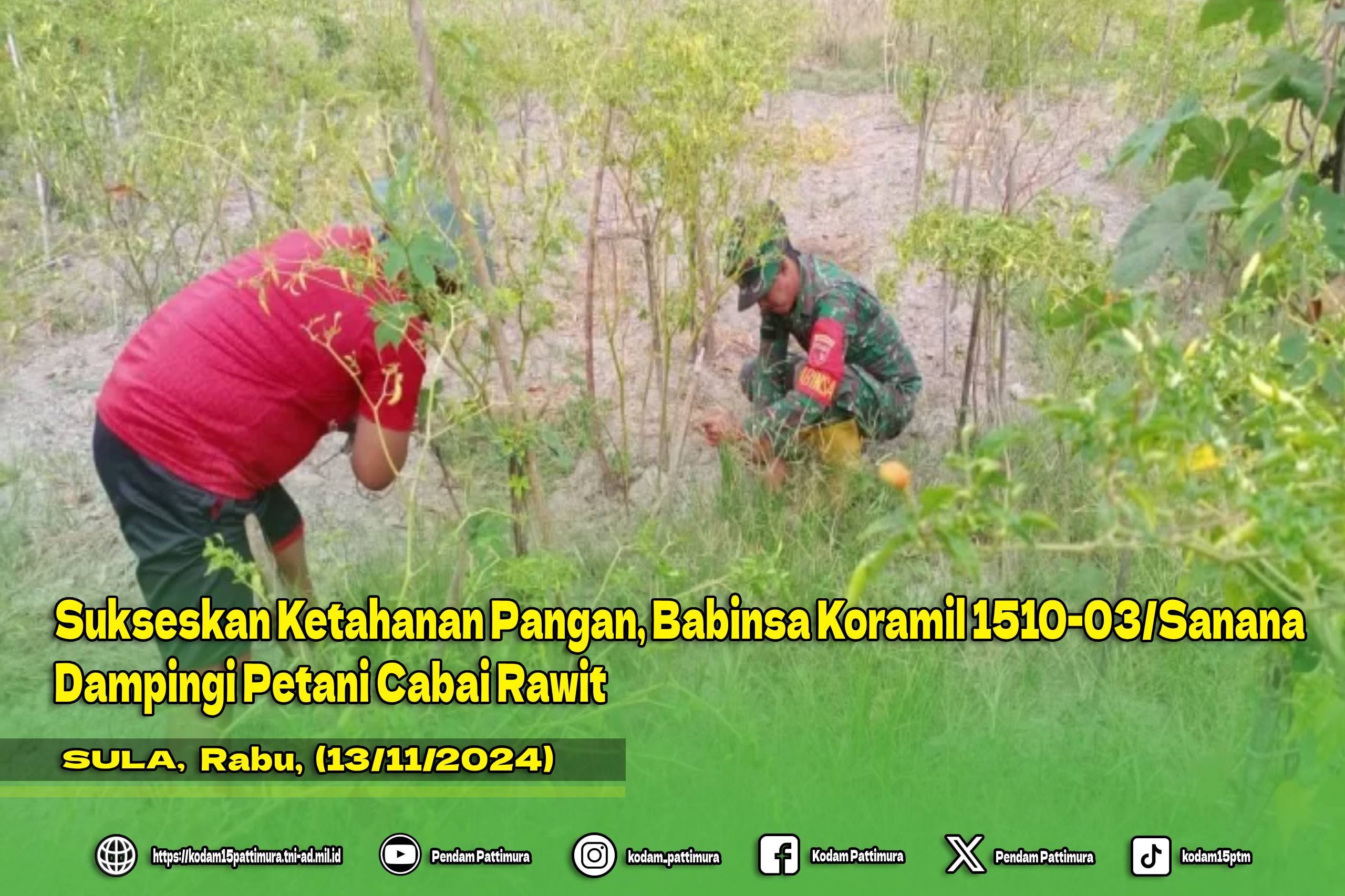 Sukseskan Ketahanan Pangan, Babinsa Koramil 1510-03/Sanana Dampingi Petani Cabai Rawit