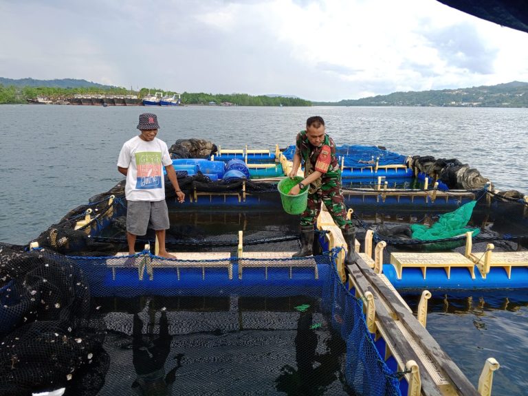 Babinsa 1504-01/Baguala Bantu Kegiatan Pemeliharaan Ikan di Keramba Jaring Apung