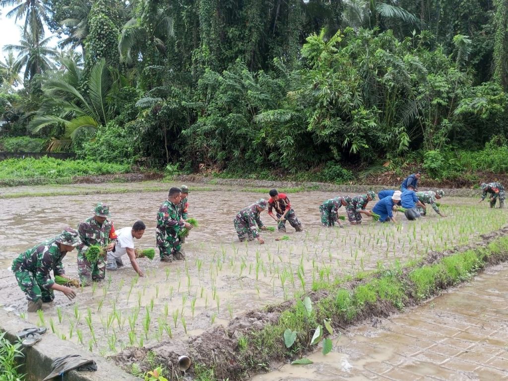 Dukung Ketahanan Pangan, Babinsa Koramil 1510-02/Bobong Turun Ke Sawah